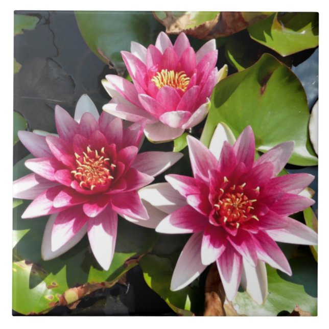 Lírios de água em floração (Frente)