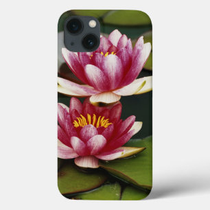 Lírios de água híbridos