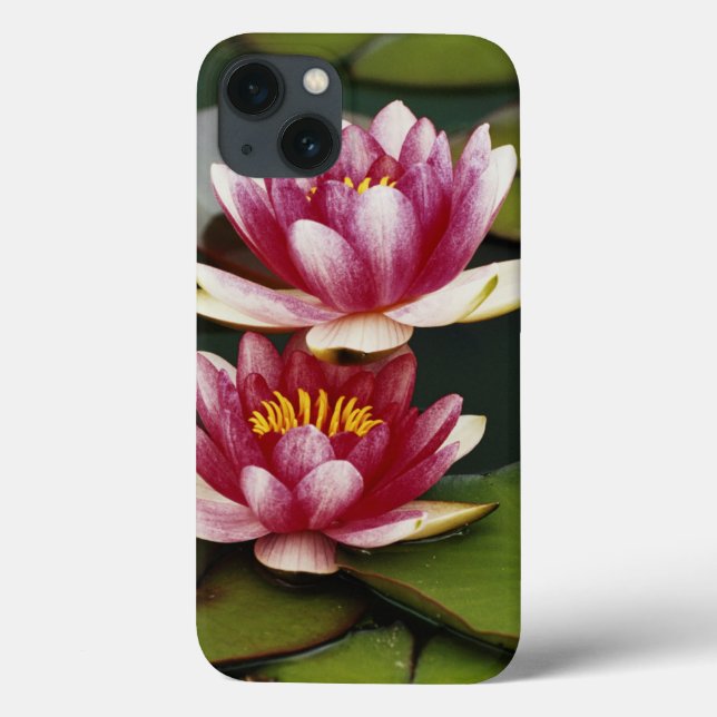 Lírios de água híbridos (Verso)