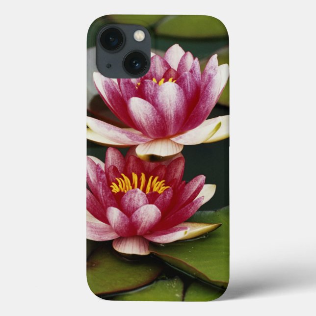 Lírios de água híbridos (Verso)