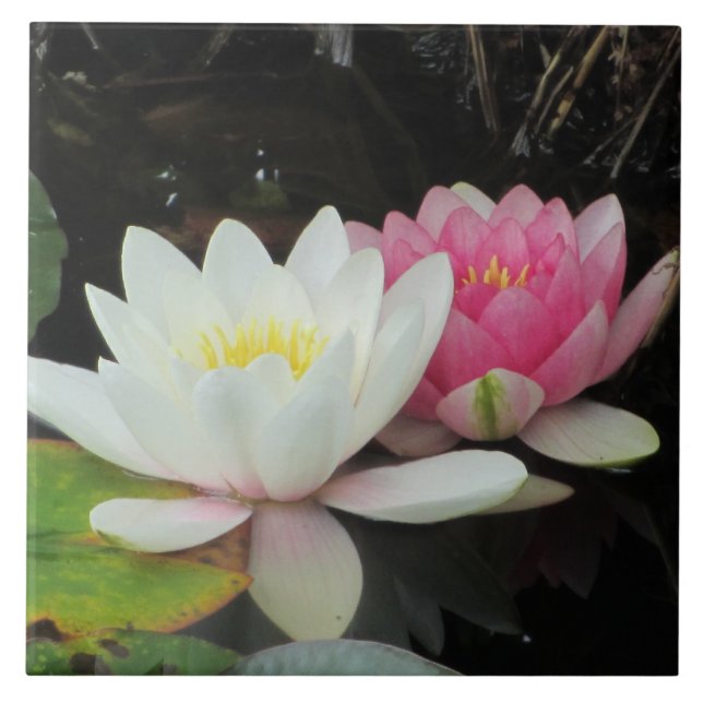 LÍRIOS de ÁGUA por SHARON SHARPE (Frente)