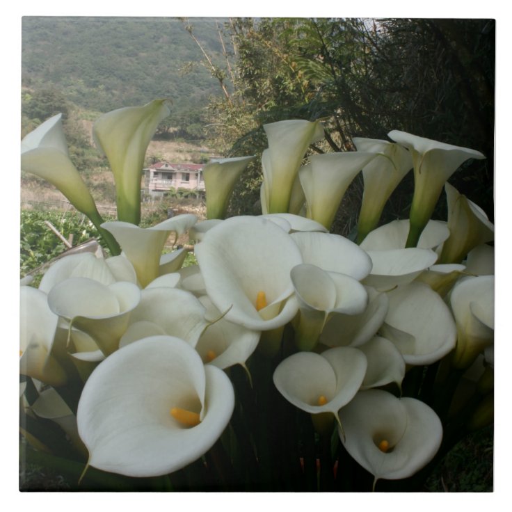 Lírios na plantação do lírio de Calla, Formosa 