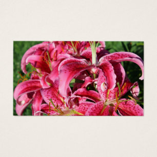 Lírios orientais cor-de-rosa do Stargazer