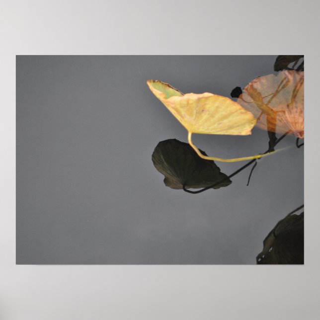 Lírios Poster (Frente)