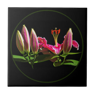 Lírios Stargazer em Broto e Flor
