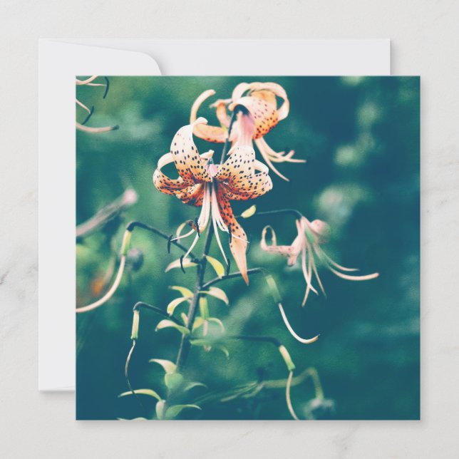 Lírios Tiger florescendo no outono (Frente)