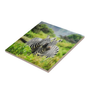 Listras zebras na natureza