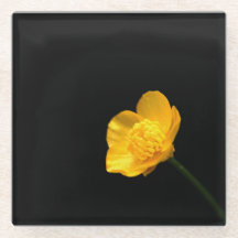 Litoral da Flor do ButterCup