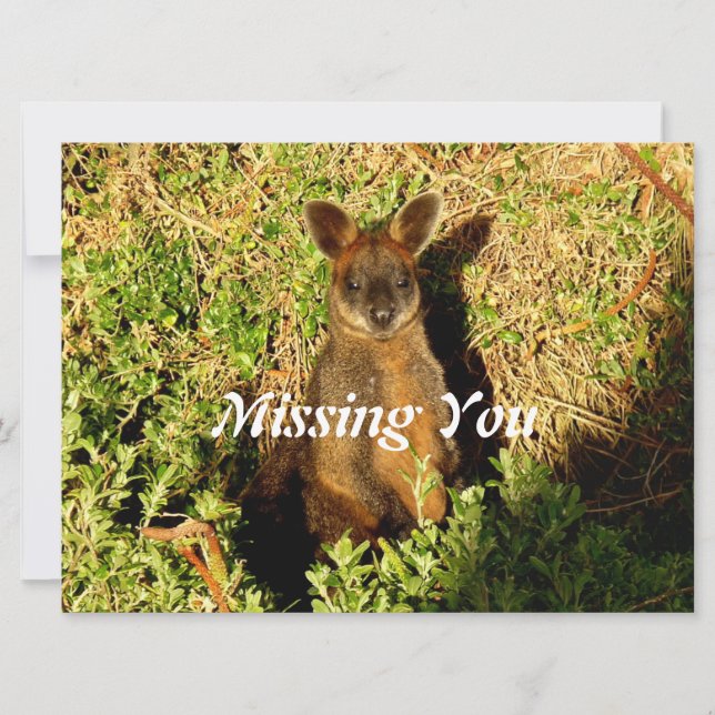 Little Wallaby (Frente)