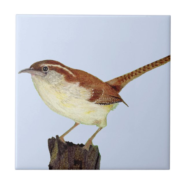 Little Wren (Frente)