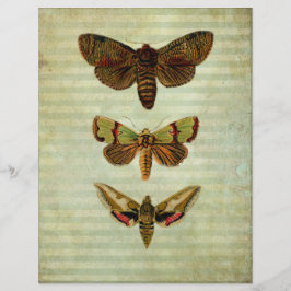 Livro De Escrapões Vintage Green Moths