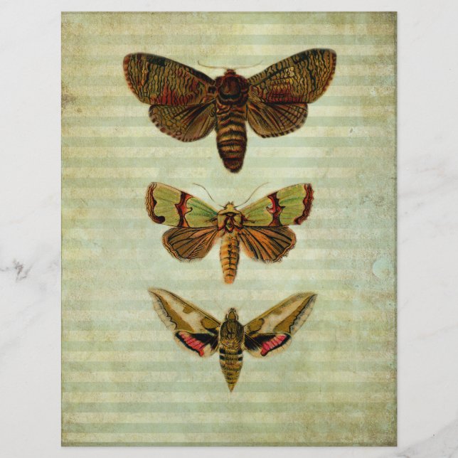 Livro De Escrapões Vintage Green Moths (Frente)