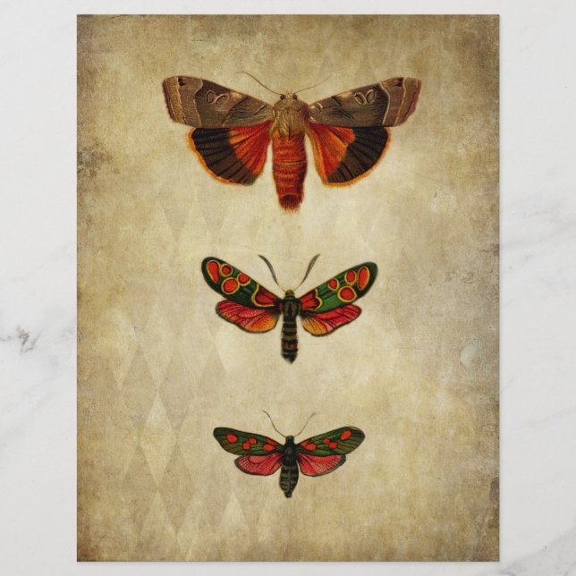 Livro de Papel da Vintage Red Moths (Frente)