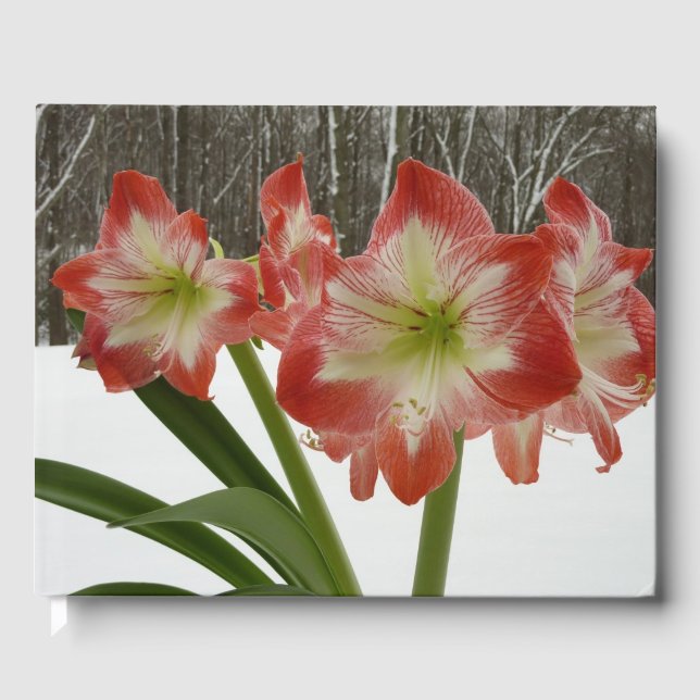Livro De Visitas Amaryllis no Feriado Vermelho de Neve Floral de in (Frente)