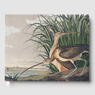 Livro De Visitas Ave-do-relvado-de-bico-longo-Audubon