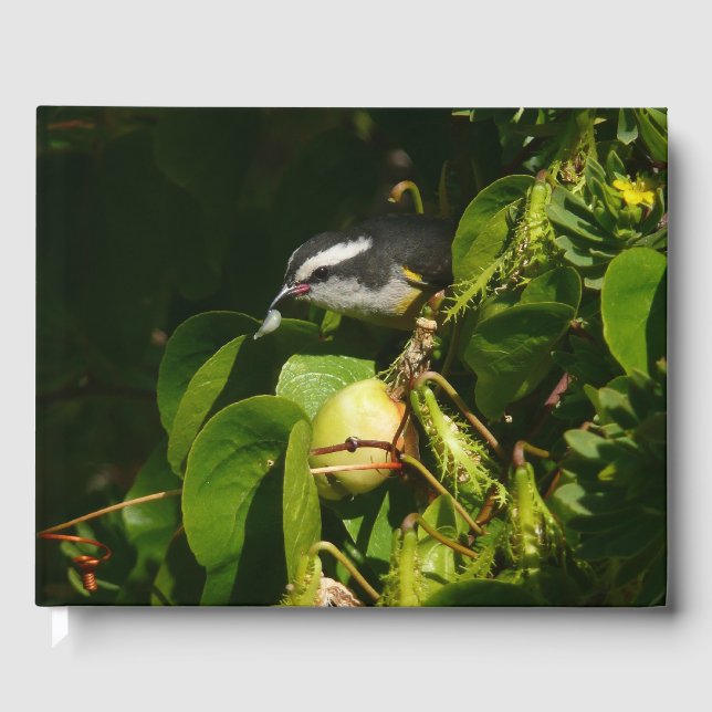 Livro De Visitas Bananaquit Bird Eating Tropical Photography (Frente)