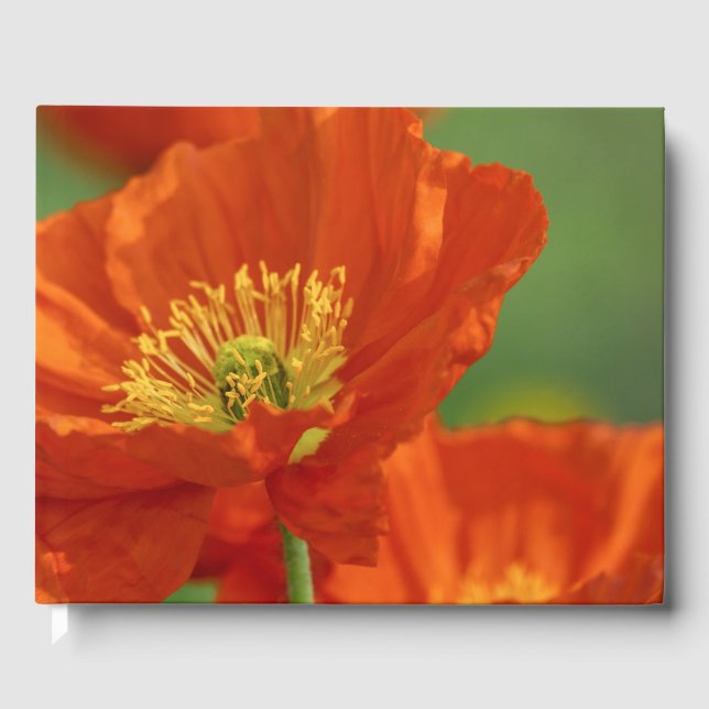 Livro De Visitas Belo papa vermelho (Frente)