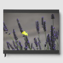 Borboleta Amarela na Foto Macro de Lavanda Roxa