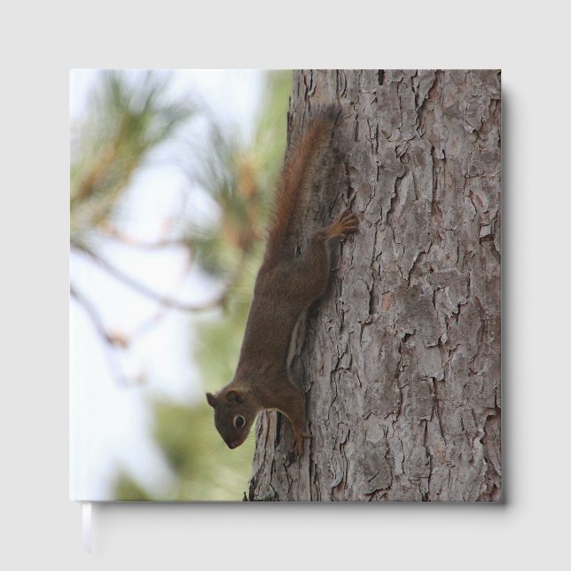 Livro De Visitas Esquilo para baixo (Frente)