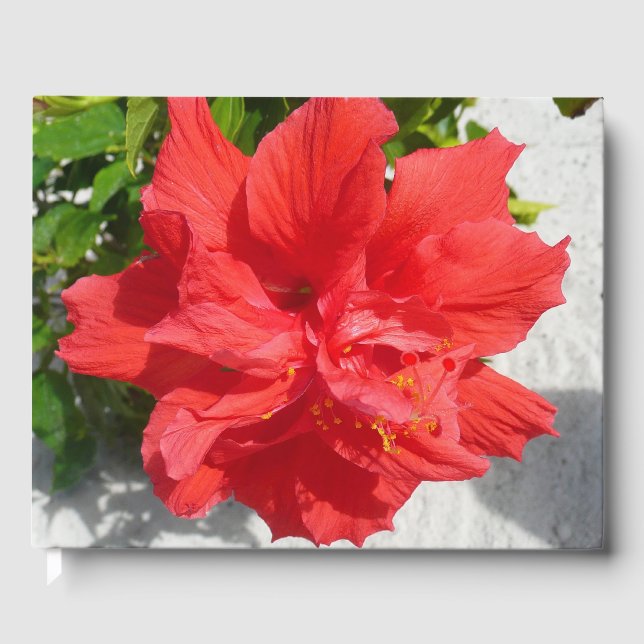 Livro De Visitas Flor Red Double Hibiscus (Frente)
