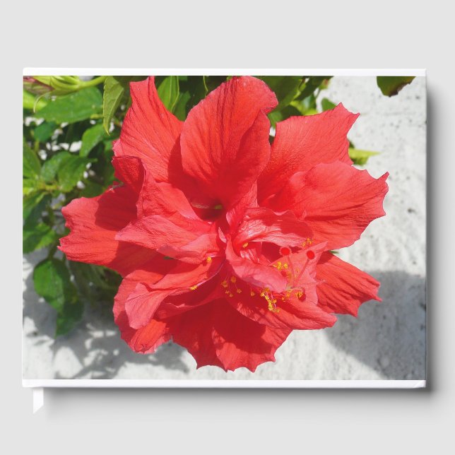 Livro De Visitas Flor Red Double Hibiscus (Frente)