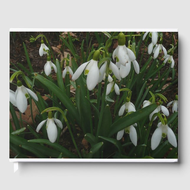 Livro De Visitas Flores de primavera Brancas I (Galanthus) (Frente)