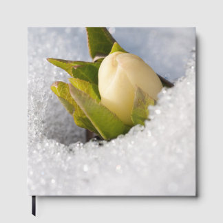 Livro De Visitas Hellebore crescendo através da neve,