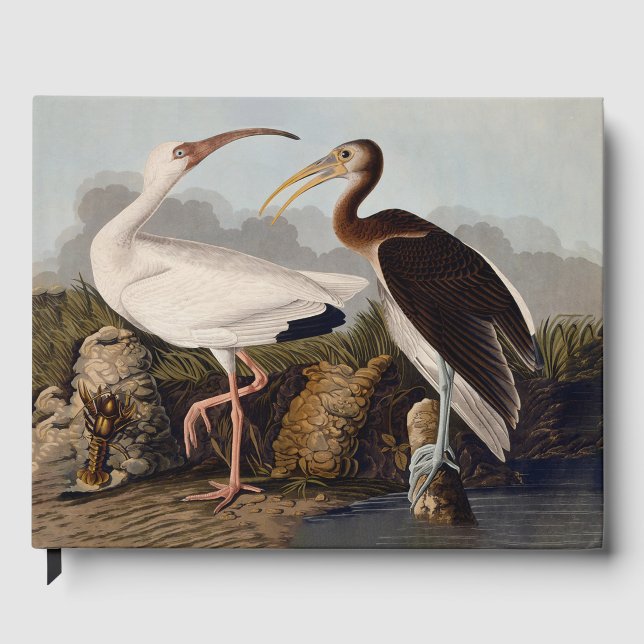 Livro De Visitas John James Audubon White Ibis Bird Print Classic (Frente)