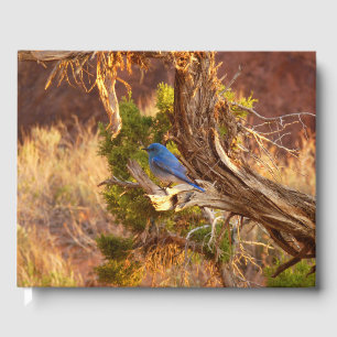 Livro De Visitas Mountain Bluebird no Parque Nacional de Arches