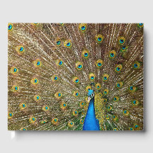 Penas da Cauda Peacock