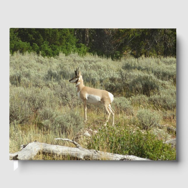 Livro De Visitas Pronghorn no Grand Teton National Park (Frente)