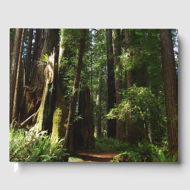 Livro De Visitas Sequoias e Fernos no Parque Nacional de Redwood (Frente)
