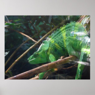 Lizard, Réptil, Chameleon, Poster de Muro da Natur
