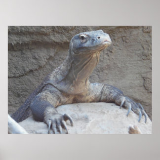 Lizard, Réptil, Kimono Dragon Nature Poster