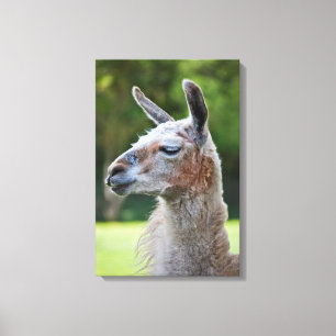 Llama Canvas