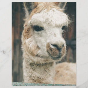 Llama Close Up