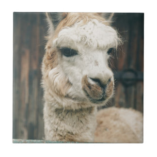 Llama Close Up