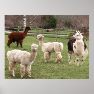 Llama Melange ~ impressão