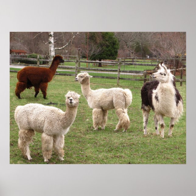 Llama Melange ~ impressão (Frente)