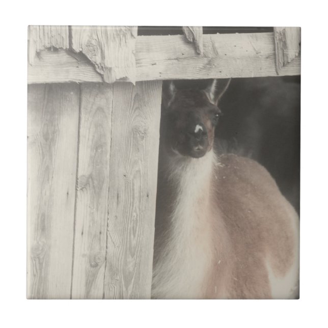 Llama Negro E Branco Cugado (Frente)