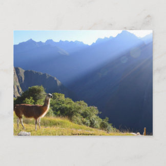 Llama no cartão postal dos Andes