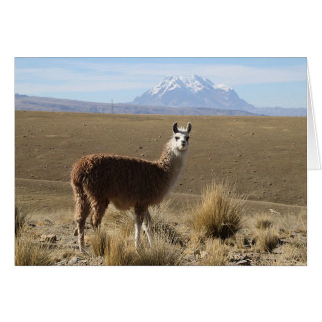 Llama no Illimani Snow Mountain Bolivia Cartão de  (Frente horizontal)
