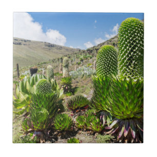 Lobelia Gigante (Lobelia Deckenii) no Monte Quênia