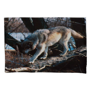Lobo