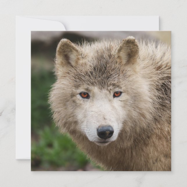 Lobo Branco Muddy (Frente)