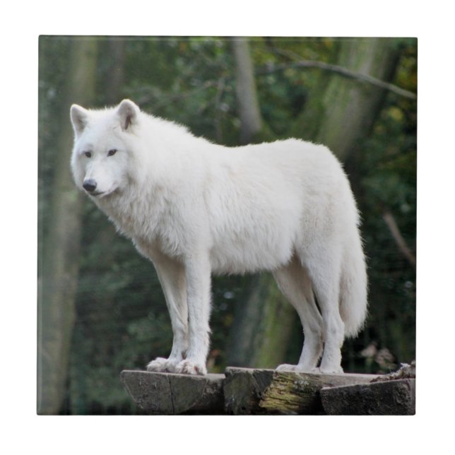 Lobo branco selvagem (Frente)