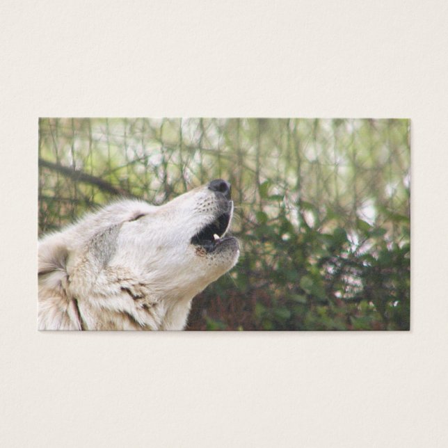 Lobo-cinza (Frente)