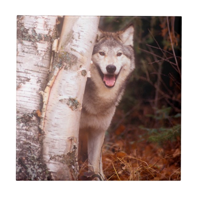 Lobo Cinzento Atrás de uma Árvore (Frente)