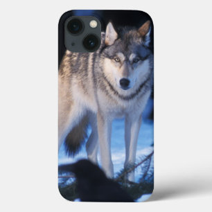 lobo cinzento, Canis lupus, nos contrafortes