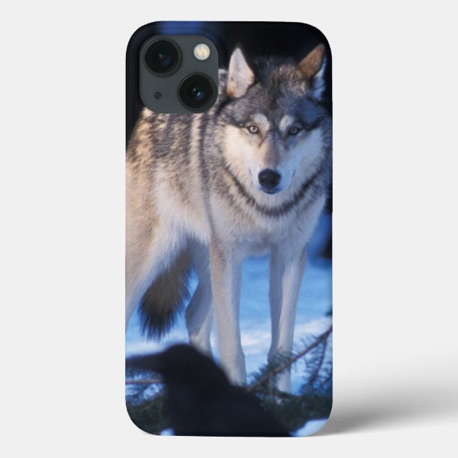 lobo cinzento, Canis lupus, nos contrafortes (Verso)